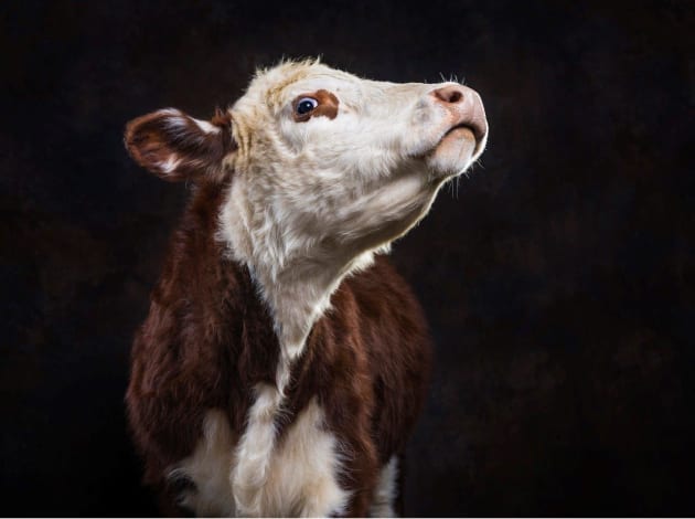 A resident of the Where Pigs Fly farm animal rescue sanctuary. © Gary Sheppard.