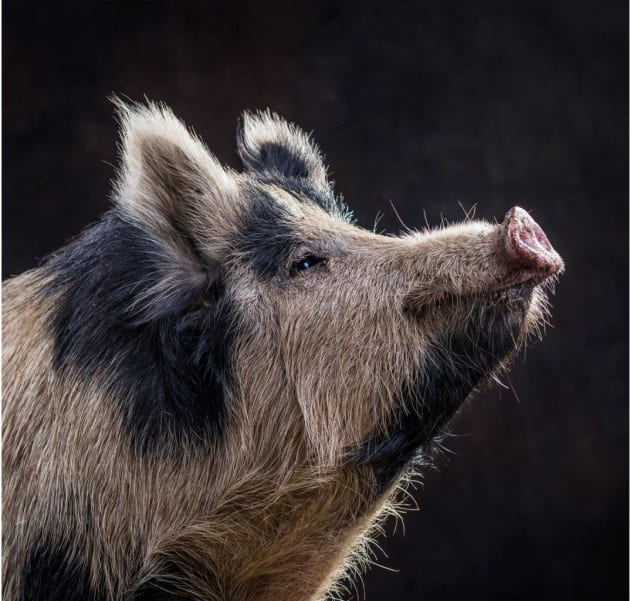 A resident of the Where Pigs Fly farm animal rescue sanctuary. © Gary Sheppard.