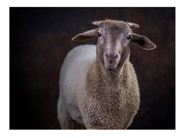 A resident of the Where Pigs Fly farm animal rescue sanctuary. © Gary Sheppard.