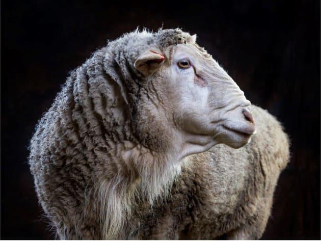 A resident of the Where Pigs Fly farm animal rescue sanctuary. © Gary Sheppard.