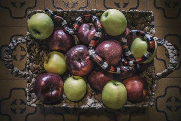 Bagnoli's showcase expresses the companionship between women and animals.