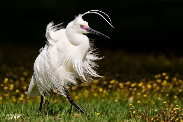 Jennie Stock, Animal Portrait.