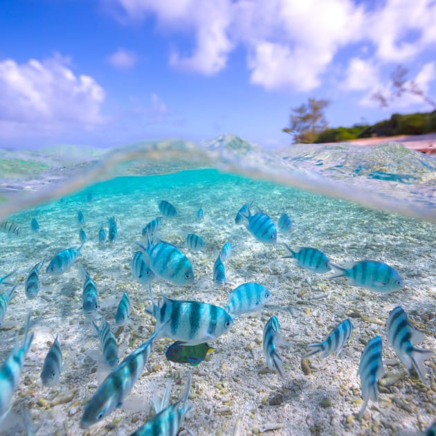 Winner: 'Just Keep Swimming' by Mitchell-Pettigrew.