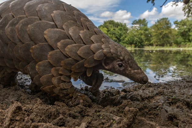 Photographer: Piotr Naskrecki, Category: Personal Work. For the last few years Naskrecki has been documenting the lesser-known animals of Africa, which receive little attention due to their small size or elusive lifestyle. Images in this series were taken in Mozambique, 'one of the least explored countries on the continent, biologically and photographically.'
