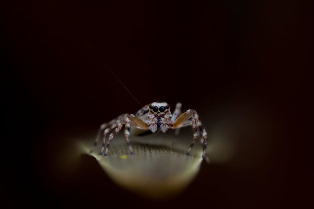 © Sam Rowley. Macro.
