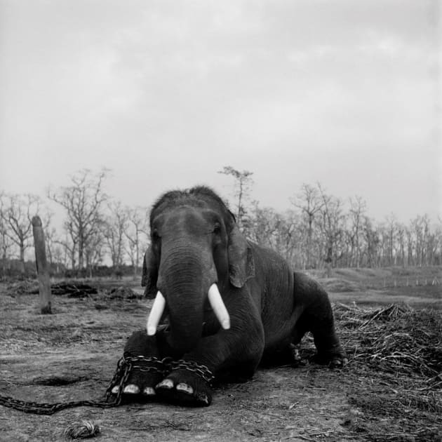 A large bull elephant sits with its legs chained in Chitwan National Park. This 50-year-old beast was restrained because he had killed five mahouts (handlers) during his lifetime. Nepal, 2003. From the book, Trading to Extinction. © Patrick Brown.