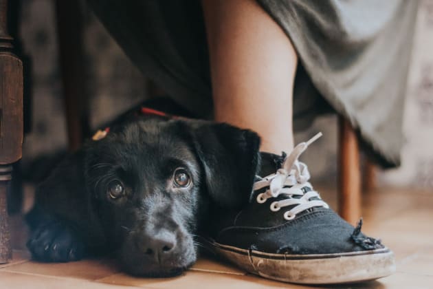 Rescue dog Yzma leans on her owner’s foot (Maria Davison)