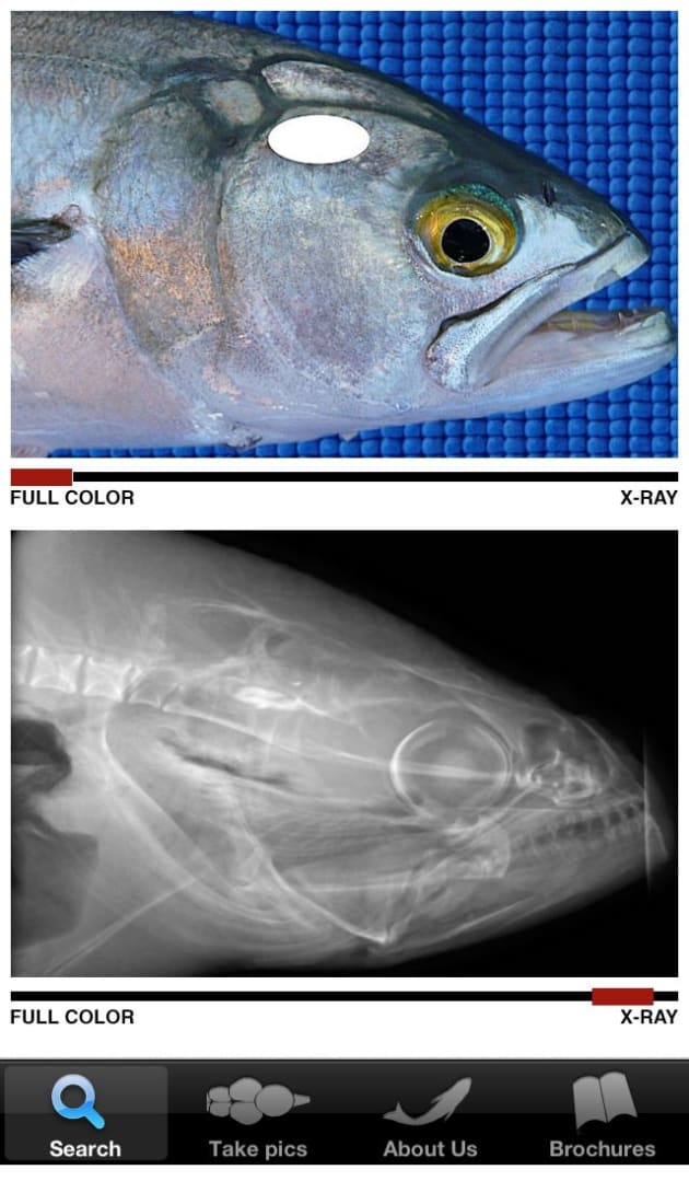 iki jime tool australia