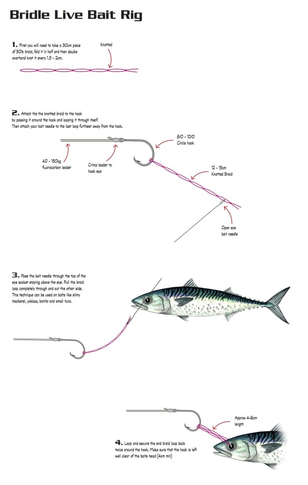 How to use circle hooks Fishing World