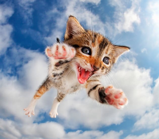 POUNCE by Seth Casteel Capture magazine