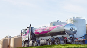 Synlait swings to second-half profit