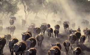 Indonesia&rsquo;s Danantara buys JBS ANZ stake