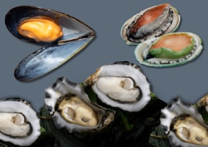 Yumbah oysters farms receive BAP certification
