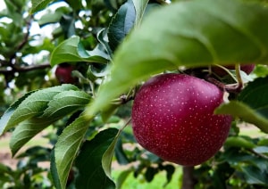 First mainland Australian apple exports land in China
