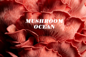 alt text for this image