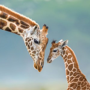 Remembering Wildlife turns its lens on giraffes