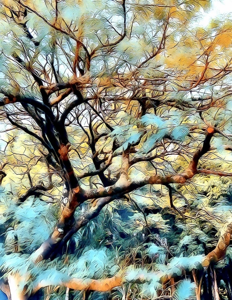 NATURAL FORMS - Australian Photography