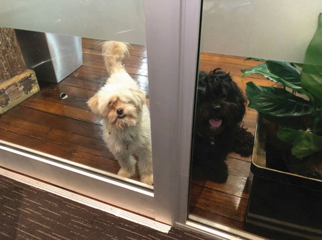 Daylight dogs