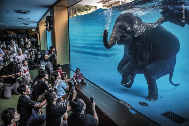 Elephant in the room by Adam Oswell, Australia, Winner, Photojournalism. Adam Oswell (Australia) draws attention to zoo visitors watching a young elephant perform under water.
Although this performance was promoted as educational and as exercise for the elephants, Adam was disturbed by this scene. Organisations concerned with the welfare of captive elephants view performances like these as exploitative because they encourage unnatural behaviour. Elephant tourism has increased across Asia. In Thailand there are now more elephants in captivity than in the wild. The Covid-19 pandemic caused international tourism to collapse, leading to elephant sanctuaries becoming overwhelmed with animals that can no longer be looked after by their owners. Nikon D810 + 24–70mm lens 1/640 sec at f2.8 ISO 1250.