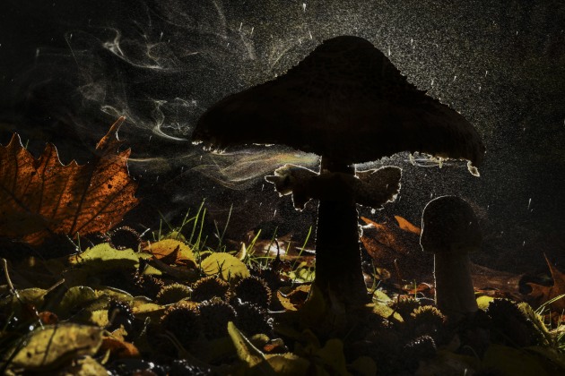 Last breath of autumn by Agorastos Papatsanis, Greece Winner, Plants and Fungi Agorastos Papatsanis reveals the magic of a fungus releasing its spores in the forest. Nikon D810 + 105mm f2.8 lens; 1/40 at f36; ISO 500; Godox flash + trigger; Leofoto mini tripod.