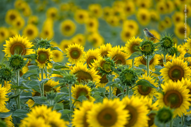 Sunflower songbird by Andrés Luis Dominguez Blanco, Spain, Winner, 11-14 Years Andrés Luis Dominguez Blanco (Spain) enjoys the splendour of the sunflowers and a melodious warbler singing its heart out.