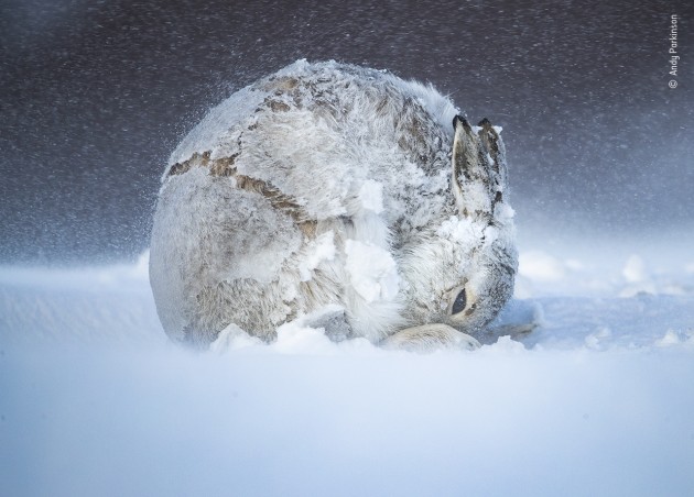 © Andy Parkinson, UK - 'Hare ball'