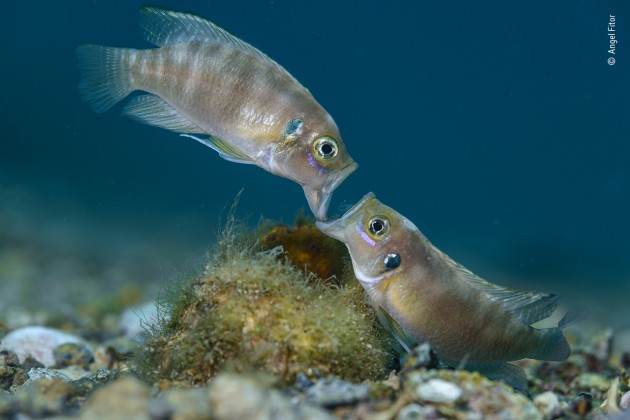 Face-off, from Cichlids of Planet Tanganyika by Angel Fitor, Spain, Winner, Portfolio Award. Angel Fitor (Spain) provides an intimate look into the lives of cichlid fishes in Lake Tanganyika. Two male cichlid fish fight jaw to jaw over a snail shell. Inside the half-buried shell is a female ready to lay eggs. For three weeks Angel monitored the lake bed looking for such disputes. The biting and pushing lasts until the weaker fish gives way. This struggle was over in seconds but lasted just long enough for Angel to get his winning shot. Nikon D800 + Sigma APO Macro 150mm f2.8 lens; 1/200 at f9; ISO 200; Anthis Nexus housing; Retra strobes.