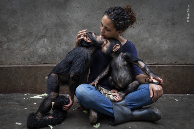 The healing touch, from Community care by Brent Stirton, South Africa, Winner, Photojournalist Story Award. Brent Stirton (South Africa) profiles a rehabilitation centre caring for chimpanzees orphaned by the bushmeat trade. Canon EOS 5D Mark IV + 16–35mm lens; 1/250 sec at f5.6; ISO 400.