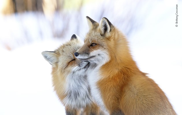 © Brittany Crossman (Canada). Fox affection. Highly Commended, People's Choice Award. On a chilly day in North Shore on Prince Edward Island, Canada, a pair of red foxes, greet one another with an intimate nuzzle. The red fox’s mating season is in the winter, and it is not uncommon to see them together prior to denning.