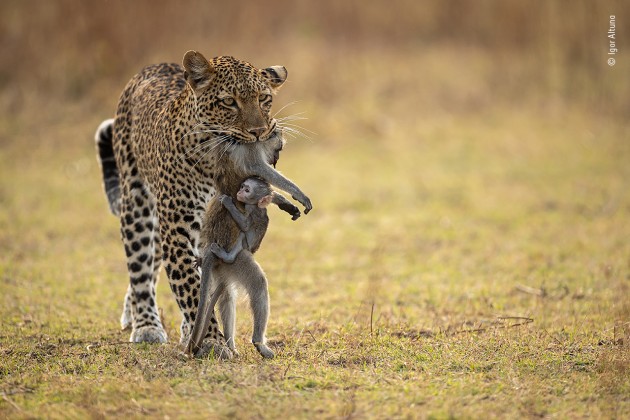 Holding on by Igor Altuna, Spain. People's Choice finalist. This leopardess had killed a Kinda baboon in Zambia’s South Luangwa National Park. The baboon’s baby was still alive and clinging to its mother. Igor watched as the predator walked calmly back to her own baby. Her cub played with the baby baboon for more than an hour before killing it, almost as if it had been given live prey as a hunting lesson.