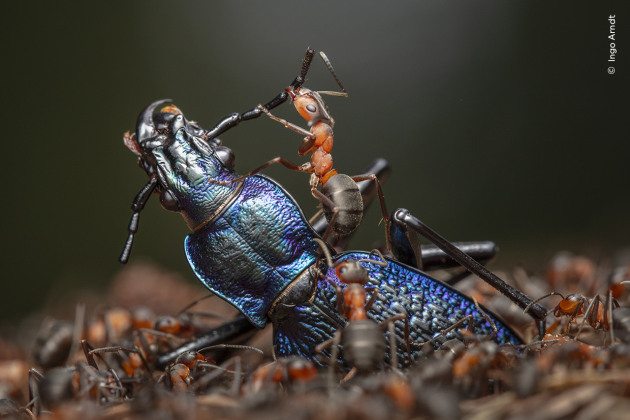 Image: Ingo Arndt / Wildlife Photographer of the Year.
Much of the red wood ants’ nourishment comes from honeydew secreted by aphids, but they also need protein.
They are capable of killing insects and other invertebrates much larger than themselves through sheer strength in numbers.