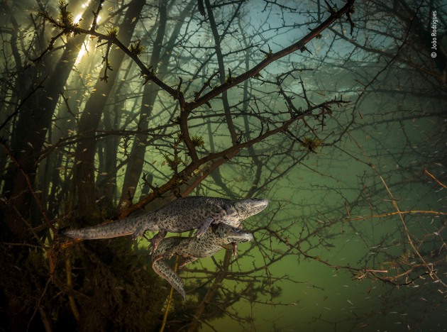 Where the giant newts breed by João Rodrigues, Portugal, Winner, Behaviour: Amphibians and Reptiles João Rodrigues (Portugal) is surprised by a pair of courting sharp-ribbed salamanders in the flooded forest. Canon EOS 5D Mark IV + Tokina 10–17mm f3.5–4.5 lens at 16mm 1/200 sec at f13 ISO 320 Aquatica housing two INON Z-330 flashes.