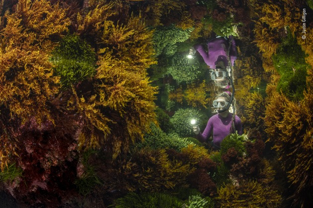 Rich reflections by Justin Gilligan, Australia, Winner, Plants and Fungi Justin Gilligan (Australia) creates the reflection of a marine ranger among the seaweed. At the world’s southernmost tropical reef, Justin wanted to show how careful human management helps preserve this vibrant seaweed jungle. With only a 40-minute window where tide conditions were right, it took three days of trial and error before Justin got his image. Impacts of climate change, such as increasing water temperature, are affecting the reefs at an ever-increasing rate. Seaweed forests support hundreds of species, capture carbon, produce oxygen and help protect shorelines. Nikon D850 + Sigma 15mm f2.8 lens 1/160 sec at f13 ISO 400 Nauticam housing twin Ikelite DS161 strobes + sync cord.