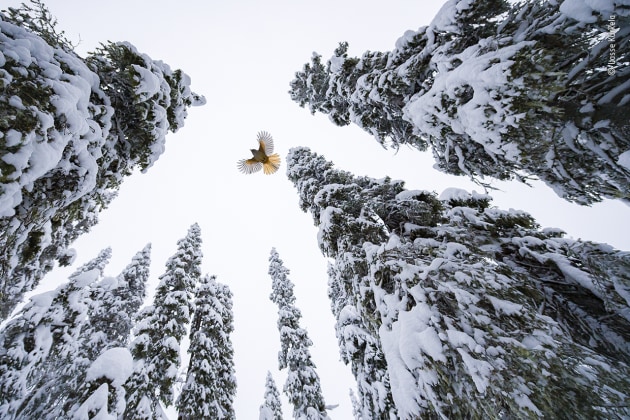 High-flying jay by Lasse Kurkela, Finland, Winner, 15-17 Years. Lasse Kurkela (Finland) watches a Siberian jay fly to the top of a spruce tree to stash its food.