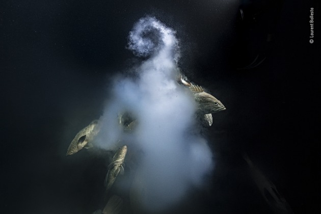 Creation by Laurent Ballesta, France, Winner, Underwater. Laurent Ballesta (France) peers into the depths as a trio of camouflage groupers exit their milky cloud of eggs and sperm. For five years Laurent and his team returned to this lagoon, diving day and night to see the annual spawning of camouflage groupers. They were joined after dark by reef sharks hunting the fish. Spawning happens around the full moon in July, when up to 20,000 fish gather in Fakarava in a narrow southern channel linking the lagoon with the ocean.
Overfishing threatens this species, but here the fish are protected within a biosphere reserve. Nikon D5 + 17–35mm f2.8 lens at 17mm 1/200 sec at f11 ISO 1600 Seacam housing Seacam strobes1/200 sec at f11 ISO 1600 Seacam housing Seacam strobes.