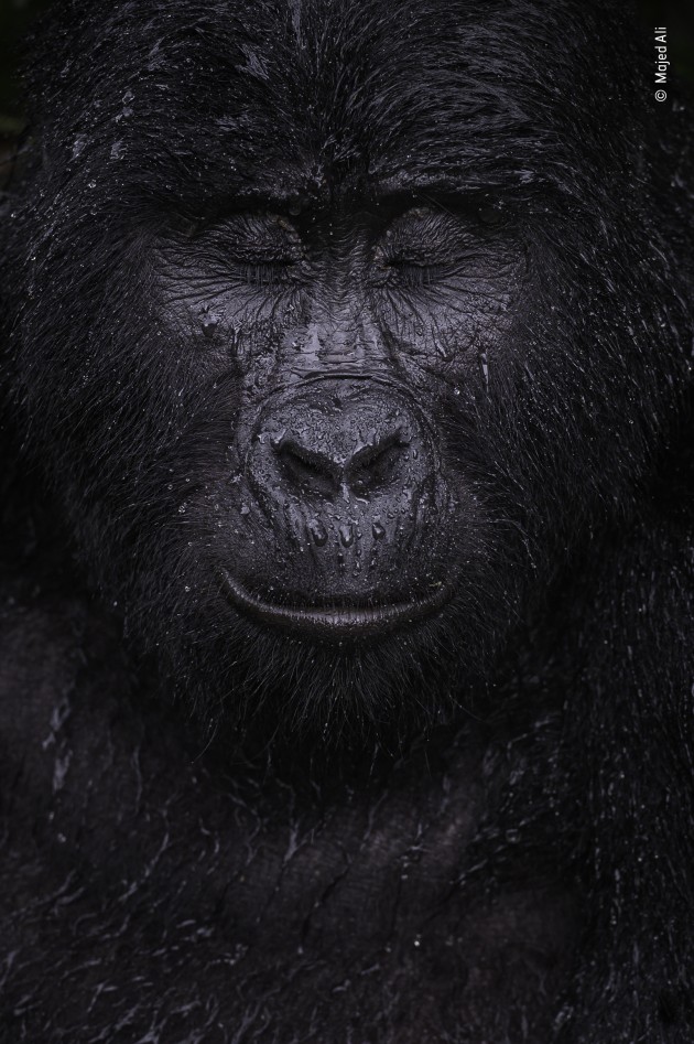 Reflection by Majed Ali, Kuwait, Winner, Animal Portraits. Majed Ali (Kuwait) glimpses the moment a mountain gorilla closes its eyes in the rain. Nikon Z6 + 70–200mm f2.8 lens at 200mm 1/320 sec at f6.3 ISO 640.