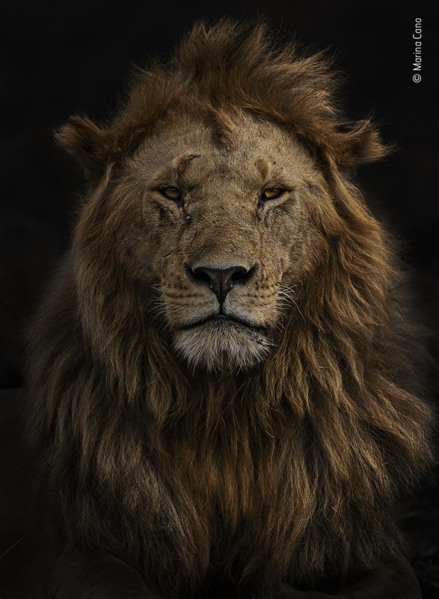© Marina Cano (Spain). Portrait of Olobor. Highly Commended, People's Choice Award. It was late afternoon when Marina found Olobor resting. He is one of the famous five-strong coalition of males in the Black Rock pride in Kenya’s Maasai Mara National Reserve. All around the lion, the ground was black, having been burnt by local Maasai herdsmen to stimulate a new flush of grass. Marina wanted to capture his majestic and defiant look against the dark background and lowered her camera out of her vehicle to get an eye-level portrait.