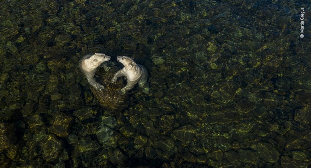 Cool time, from Land time for sea bears by Martin Gregus, Canada / Slovakia, Winner, Rising Star Portfolio Award. Martin Gregus (Canada/Slovakia) shows polar bears in a different light as they come ashore in summer. On a hot summer’s day, two female polar bears took to the shallow intertidal waters to cool off and play. Martin used a drone to capture this moment. For
him, the heart shape symbolises the apparent sibling affection between them and ‘the love we as people owe to the natural world’. DJI Mavic 2 Pro + Hasselblad L1D-20c + 28mm f2.8 lens; 1/400 sec at f3.2; ISO 100.