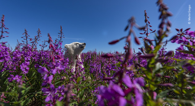 © Martin Gregus (Canada). Among the flowers. Highly Commended, People's Choice Award. Martin watched this polar bear cub playing in a mass of fireweed on the coast of Hudson Bay, Canada. Every so often the cub would take a break from its fun, stand on its hind legs and poke its head up above the high flowers to look for its mother. Wanting to capture the world from the cub’s angle, Martin placed his camera – in an underwater housing, for protection against investigating bears – at ground level among the fireweed. He then waited patiently a safe distance away with a remote trigger. Not being able to see exactly what was happening, Martin had to judge just the right moment when the bear would pop up in the camera frame.