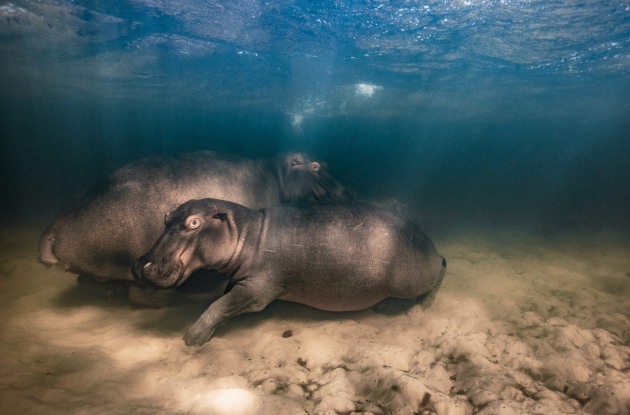 Hippo nursery by Mike Korostelev, Russia Winner, Underwater Mike Korostelev reveals a hippopotamus and her two offspring resting in the shallow clear-water lake. For over two years Mike has been visiting the hippos in this lake and knew they were accustomed to his boat. He spent just 20 seconds underwater with them – enough time to get this image from a safe distance and to avoid alarming the mother. Canon EOS 5D Mark III + 17–40mm f4 lens; 1/320 at f7.1; ISO 640; Seacam housing.