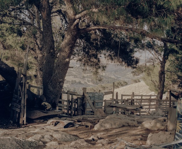 2022 winner, The Canon award for potential. View through a pine forest in Jabal Al-Baba, a Bedouin village, West Bank, Palestinian territories. Photograph: Petra Basnakova.