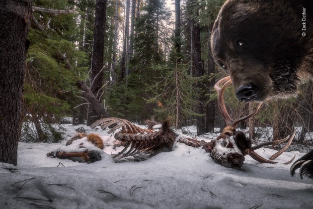 Grizzly leftovers by Zack Clothier, USA, Winner, Animals in their Environment Zack Clothier (USA) discovers a grizzly bear has taken an interest in his camera trap. Nikon D610 + 18–35mm f3.5–4.5 lens at 25mm 1/160 sec at f10 (-1.7 e/v) ISO 1000 two Nikon SB-28 flashes self-made camera-trap system.