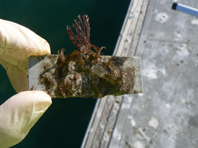 Fouling accumulation with attachment of macrofouling phyla Bryozoans and Chordata during a 25 week immersion of test panel in the Gulf St. Vincent in Adelaide. (Flinders University)