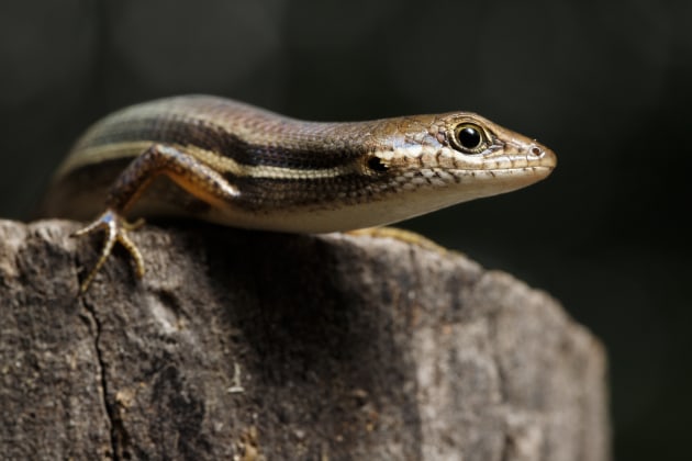 © Joshua Prieto - Elegant Rainbow Skink (female). Canon 6D Mark II, Tamron SP 90mm f/2.8 VC Macro lens. 1/20s @ f/13, ISO 800. Single off-camera Canon 580 EX II speedlight flash with rectangular soft box.