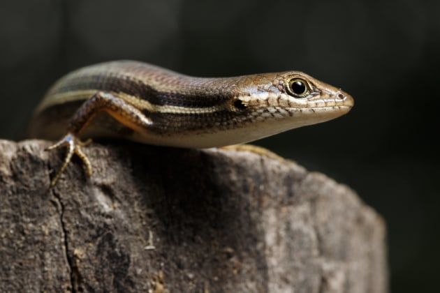 © Joshua Prieto - Elegant Rainbow Skink (female). Canon 6D Mark II, Tamron SP 90mm f/2.8 VC Macro lens. 1/20s @ f/13, ISO 800. Single off-camera Canon 580 EX II speedlight flash with rectangular soft box.