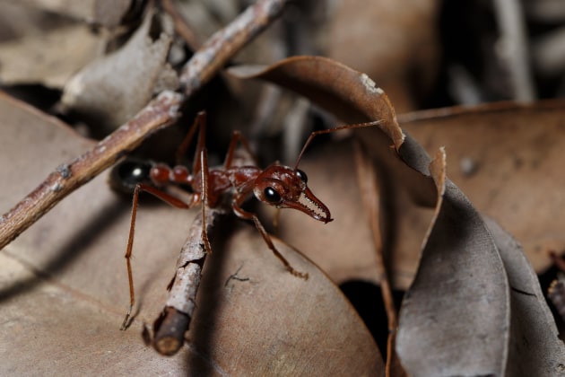 © Joshua Prieto - Bulldog Ant. Canon 6D Mark II, Tamron SP 90mm f/2.8 VC Macro lens. 1/100s @ f/8, ISO 200. Single off-camera Canon 580 EX II speedlight flash with rectangular soft box.