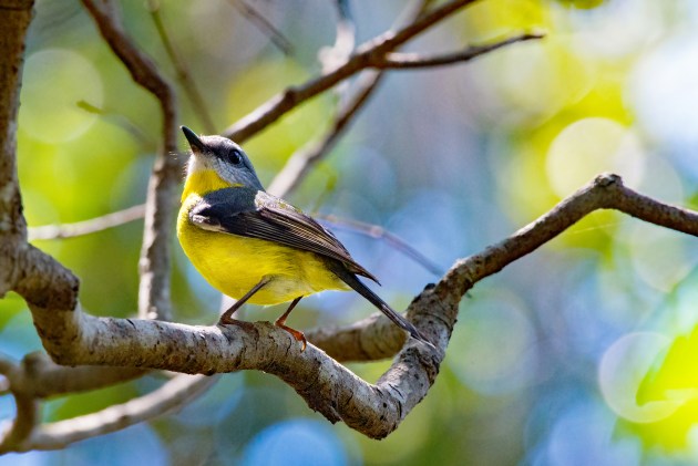 People’s Choice, February 2020: ‘Eastern Yellow Robin’ by Roger Fance.