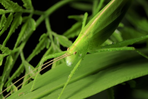 © Joshua Prieto - Ducetia Katydid (female). Canon 6D Mark II, Tamron SP 90mm f/2.8 VC Macro lens. 1/80s @ f/13, ISO 160. Single off-camera Canon 580 EX II speedlight flash with rectangular soft box.