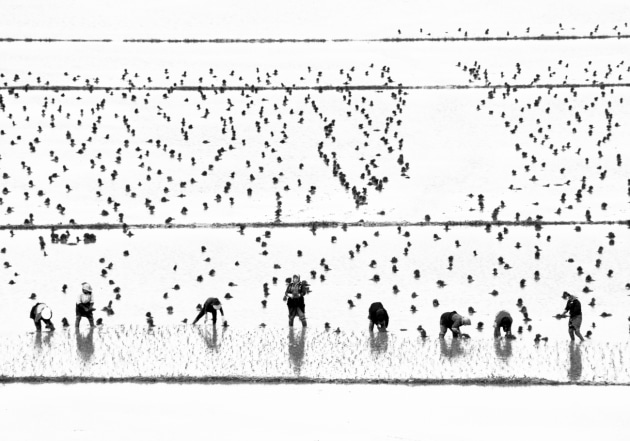 Highly commended, Women rice farmers by Keyvan Jafari