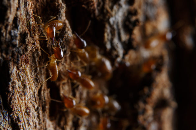 © Joshua Prieto - Termites (Isoptera spp.). Canon 6D Mark II, Tamron SP 90mm f/2.8 VC Macro lens. 1/80s @ f/11, ISO 200. Single off-camera Canon 580 EX II speedlight flash with rectangular soft box.